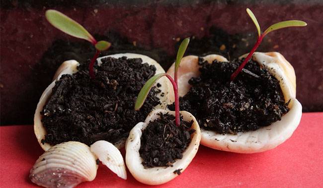 Seeds germinate and seedlings growth slowly and unevenly