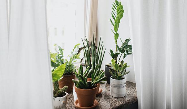 The 7 best green plants for windowsill in winter