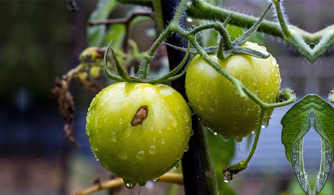 The Common tomato plant diseases