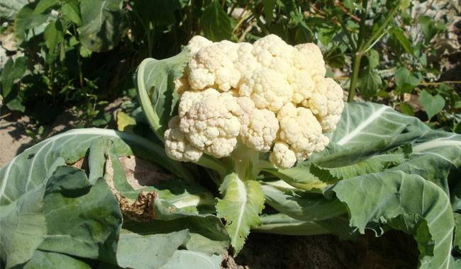 The best guide for growing cauliflower：cultivation, harvesting and care