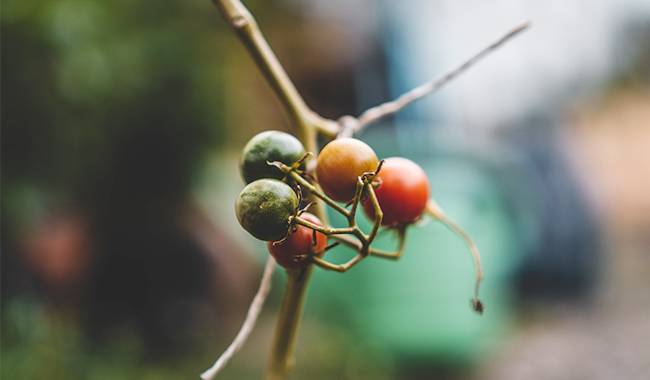 The causes associated with tomato plant diseases
