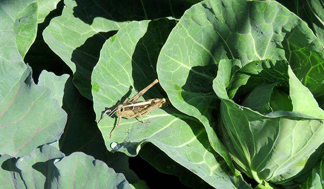 The garden pests - how to Prevention and Control in fall