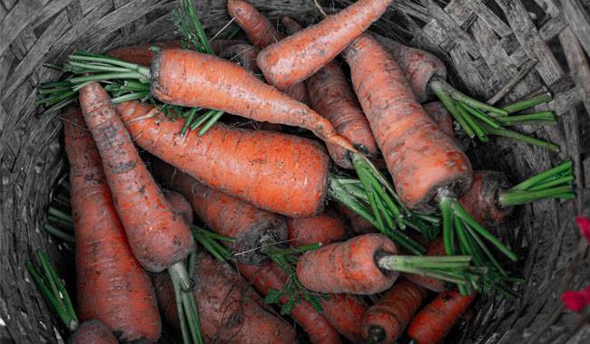 To grow sweet carrots it is necessary to select varieties
