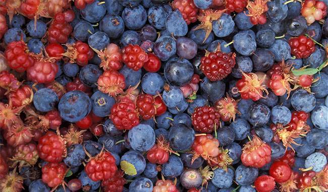 What varieties of blueberries are grown