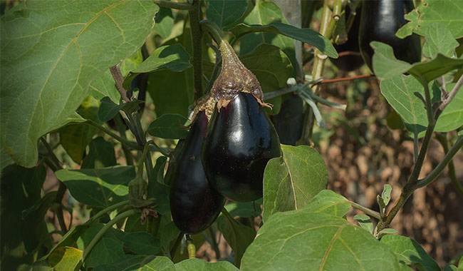 Biological Methods To Protect Eggplant From Diseases