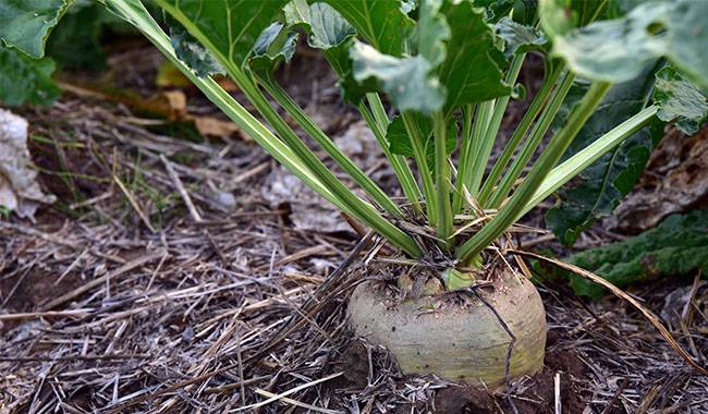 Caring For Beetroot - How To Grow Beets