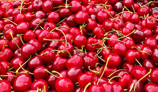 Characteristics Of Agricultural Techniques For Cherry Trees