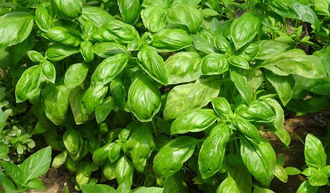 How To Grow Basil Planting, Growing, Caring And Harvesting