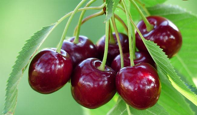 How To Grow Cherry Trees - Information, Cultivation, Varieties, And Care