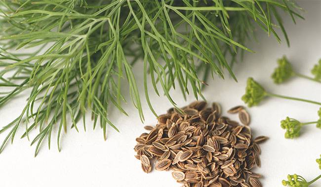 How To Grow Dill In Summer - Benefits, Planting, Variety, Care, And Harvest