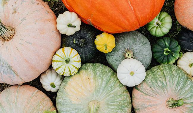 How To Grow Pumpkins - Pumpkin Care