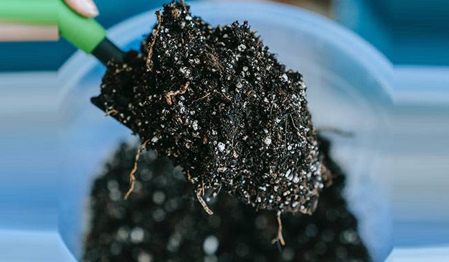 How To Prepare Rich Gardening Soil For Seedlings