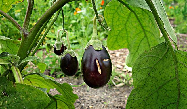 How To Prevent Eggplant Pests And Diseases