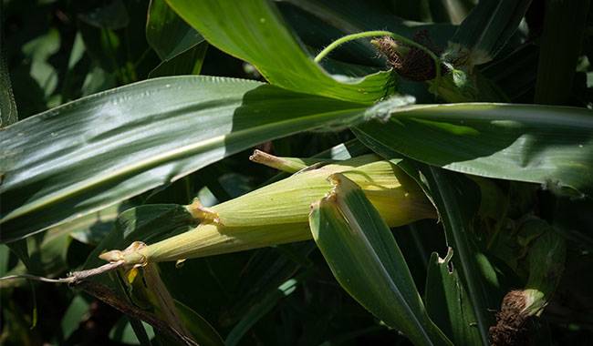 How to grow corn, growing, caring, and harvesting, and other tips for growing corn