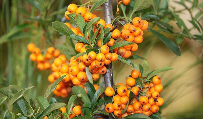 How to grow sea buckthorn (seaberry) planting, growing, care