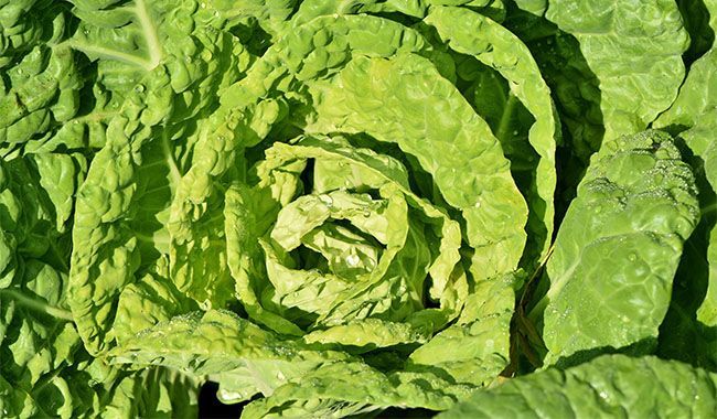 Methods for controlling cabbage pests