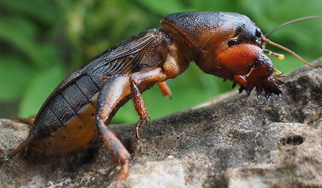 Mole cricket is a member of the insect family Gryllotalpidae