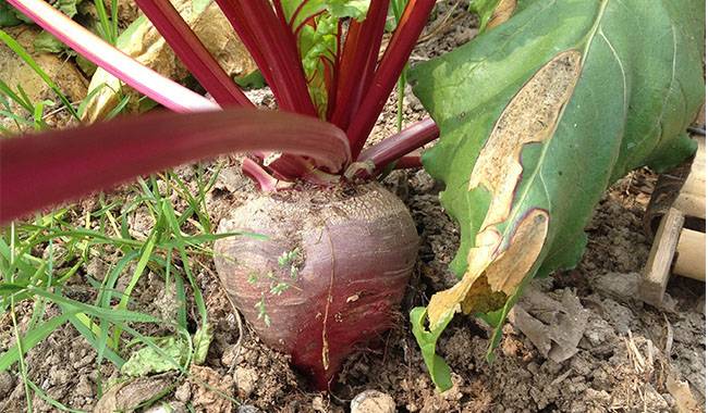 Protecting Beetroot From Pests And Diseases - How To Grow Beets