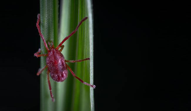The spider mite is a cosmopolitan and omnivorous pest