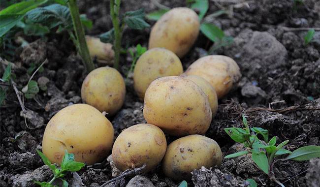 This Article Describes How Do Potatoes Grow