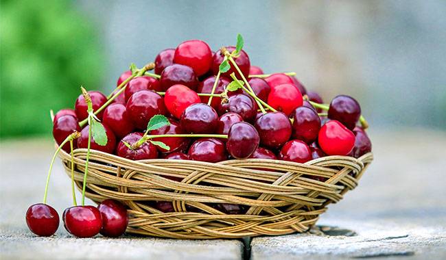 This Article Will Describe How To Grow Cherry Trees