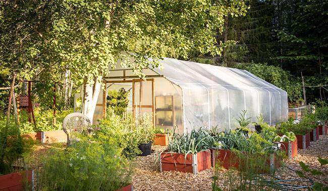 What Green Plants Should Grow In A Greenhouse In Winter