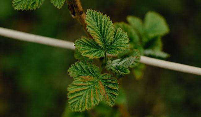 Why Do Raspberry Leaves Turning Yellow