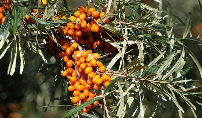 You can plant sea buckthorn as a shrub or a tree