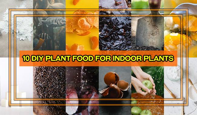 10 DIY Plant Food for Indoor Plants How and When to Fertilize