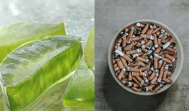 Aloe Vera Juice & Cigarette Ash - Homemade Fertilizer For Indoor Plants