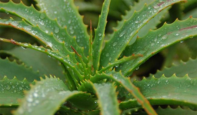 Aloe Vera Plant Planting, Growing, Care, and Common Problems