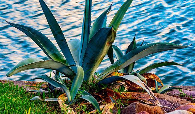 Brief Description Of Agave Plant Growth