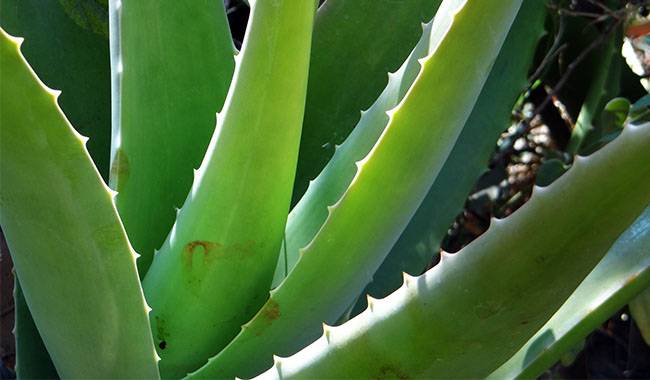 Brief Description of Cultivation of Aloe Vera
