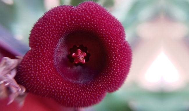 Brief Instructions For Cultivating Huernia