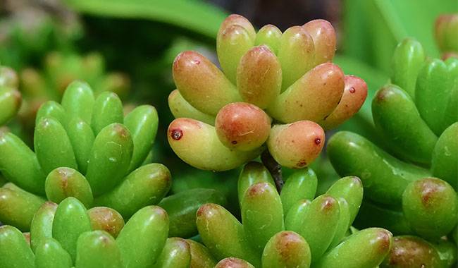 Brief Instructions for Cultivating Sedum Plants
