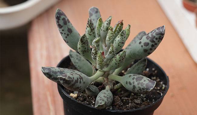 Care of Adromischus Under Home Conditions