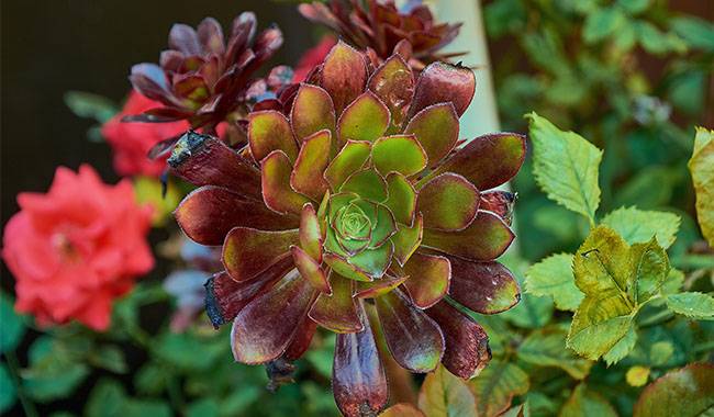 Caring For Aeonium Plants At Home