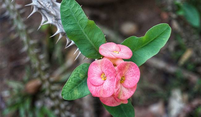Caring For Euphorbia Milii (Crown of Thorns) At Home