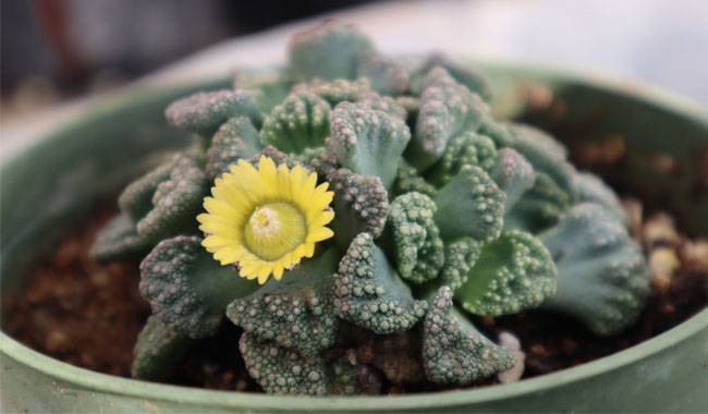 Caring For Titanopsis Plant At Home
