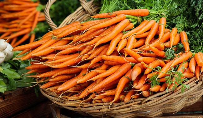 Carrots - Harvesting Vegetables