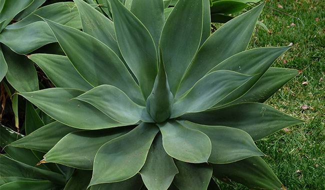Common Problems With Agave Plant