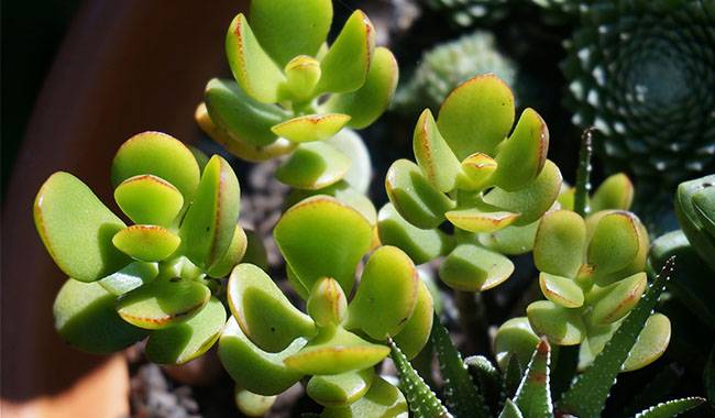 Common Species Grown at Home is Crassula