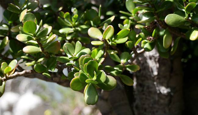 Crassula Arborescens - Jade Plant