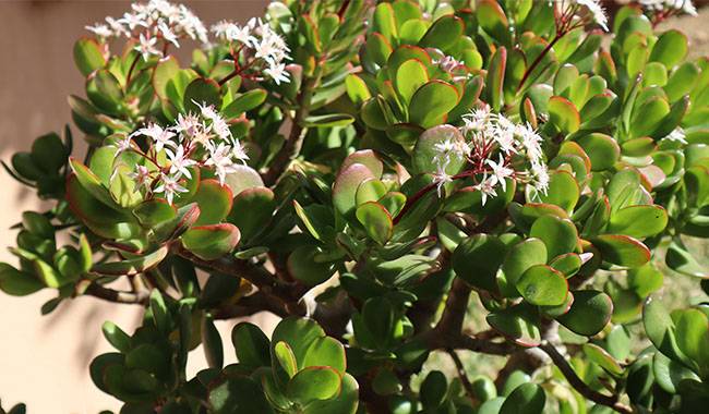Crassula portulacea - Jade Plant