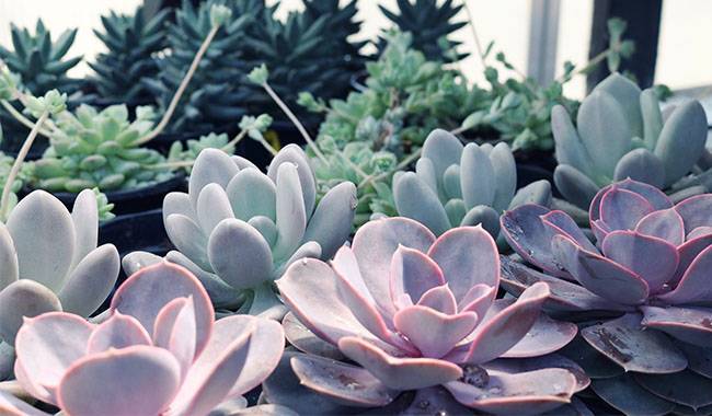 Echeveria Plants Tips for Growing and Caring