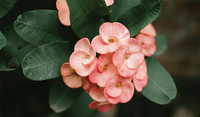 Euphorbia Milii (Crown of Thorns) Has Been Believed To Attract Happiness In The Home