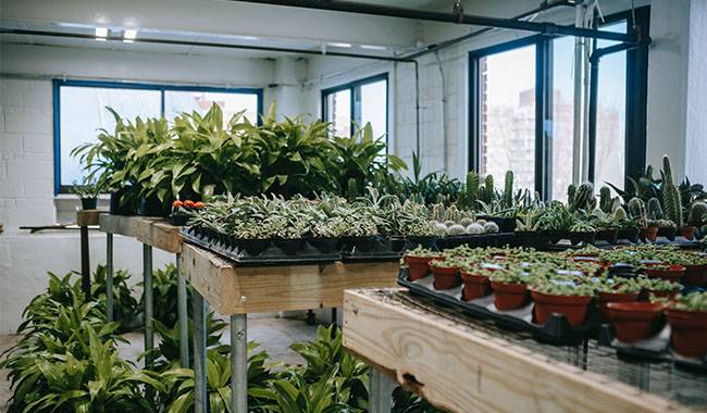 For Next Season's Greenhouse Preparation How To Prevent And Control Plant Disease