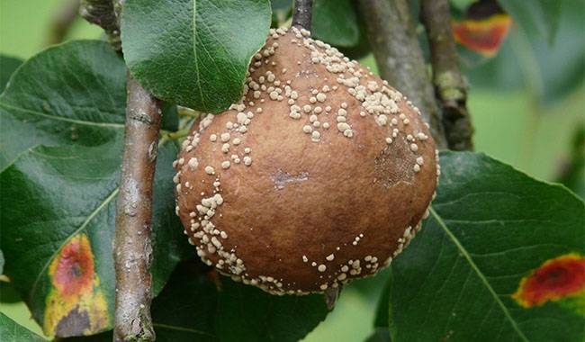 Fungal And Viral Diseases Of Apple Trees