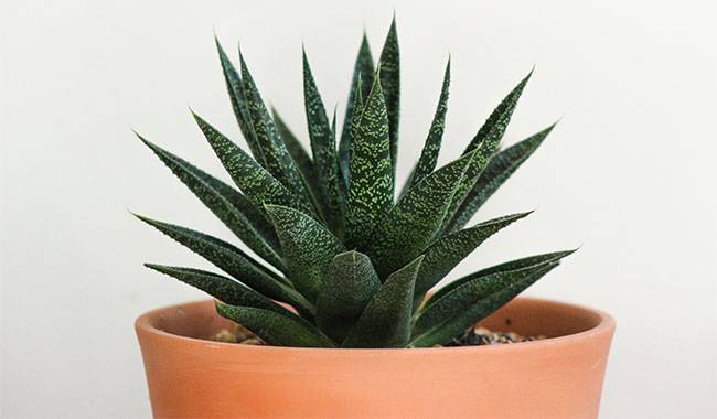 Gasteria Is a Succulent Plant of The Asphodel Family