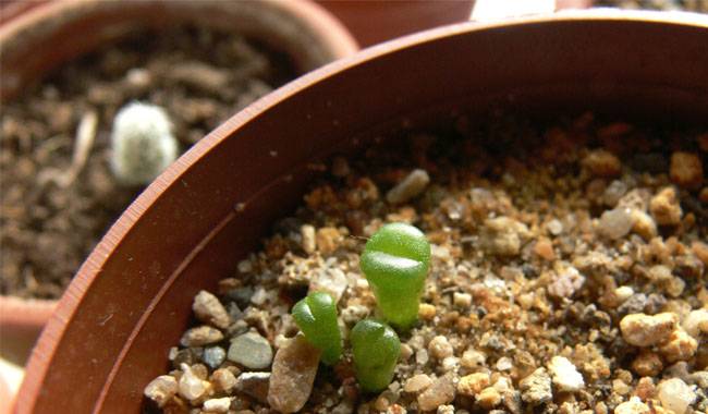 Growing Lithops From Seed